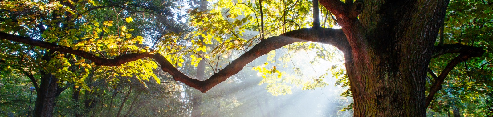 oak tree with sunshine