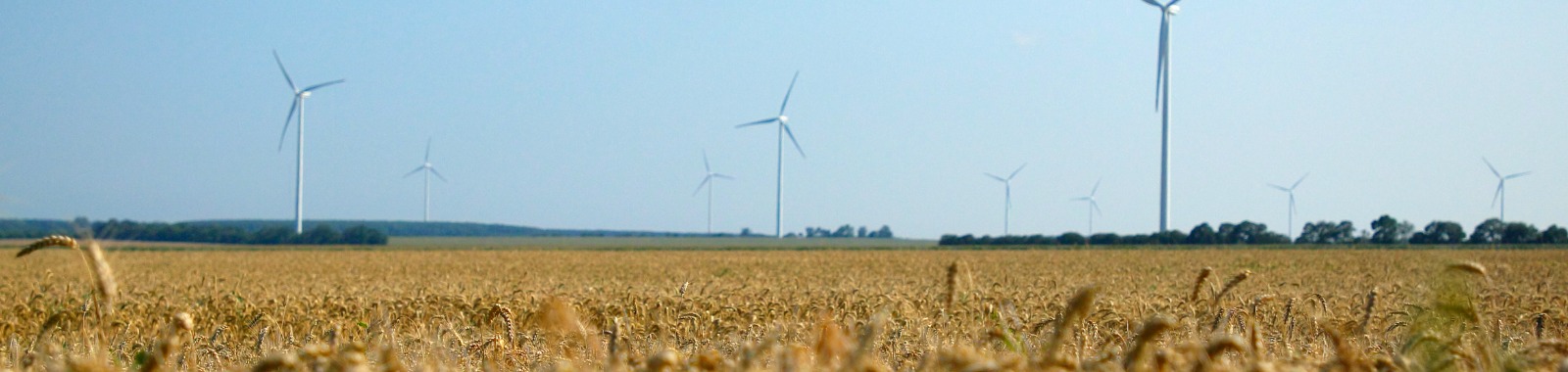 Wind generators with wheat